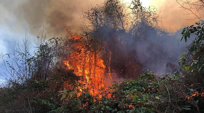 Rize'de 2 ayrı bölgede orman yangını 