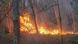 Sinop'ta orman yangını 