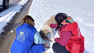 Sokak hayvanlarına yiyecek desteği 
