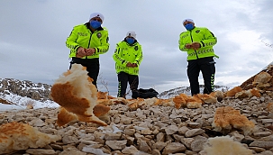 Trafik polisleri doğaya yem bıraktı