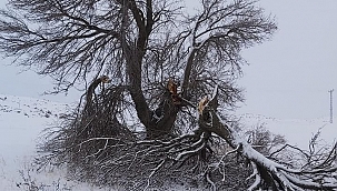 Yaklaşık 3 asırlıktı ikiye bölündü