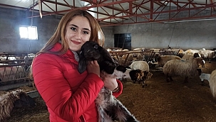 Yılın ilk kuzuları doğmaya başladı!