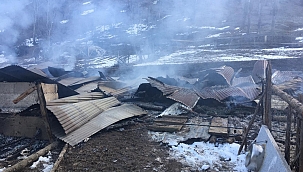 18 büyükbaş hayvan telef oldu 