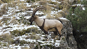 7 yaban keçisi daha ölü bulundu 