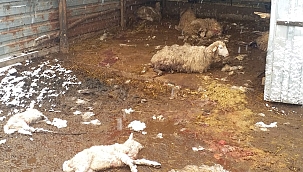 Aç kalan kurtlar 13 koyunu telef etti