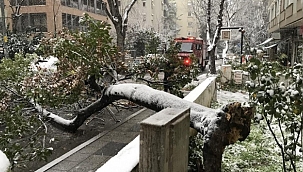 Ağaç araçların üzerine devrildi!