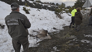 Aracın çarptığı geyik telef oldu