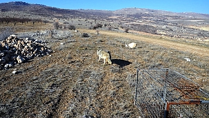 Tedavisinin ardından doğaya salındı!