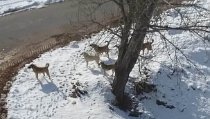Başıboş köpekler tehlike saçıyor! 