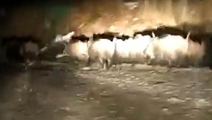 Domuz sürüleri aracın önünde koştu 