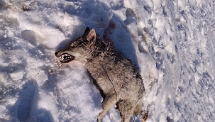 Kurdu sürüyü koruyan köpek öldürdü