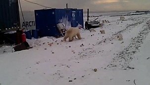 Kutup ayıları paniğe neden oldu