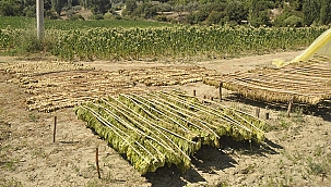 Malatya'da 3 ton tütün çalındı 
