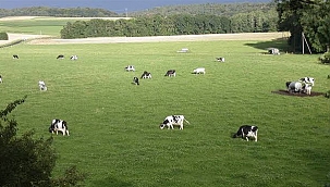 Mera ve yaylaklar ihale ile kiralanacak!