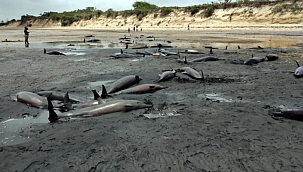 Mozambik 111 ölü balina bulundu