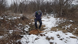 Zehirli koyunu yiyen köpekler telef oldu
