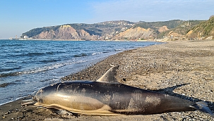 Zonguldak'ta ölü yunus karaya vurdu 