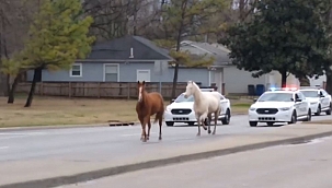 ABD'de kaçak atlar trafiği tıkadı 