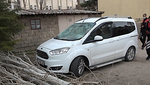 Ağaç otomobilin üzerine devrildi