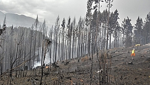 Arjantin'de orman yangınları sürüyor 