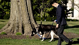 Biden'ın köpeği bir çalışanı ısırdı