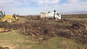 Bir anda onlarca kayısı ağacını kesti! 