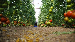 Domatesin kilosu 3 lira 50 kuruş oldu 