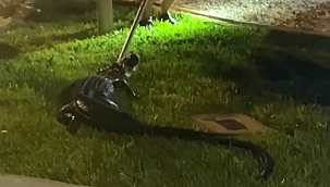 Florida'da evin garajında timsah bulundu 