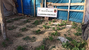 Jandarmadan kenevir operasyonu