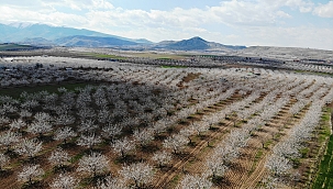 Kayısı ağaçları beyaz gelinliğini giydi