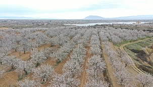 Kayısı bahçelerinde kartpostallık görüntüler 