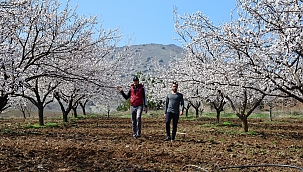 Kayısı Çiçeği Şenliği düzenlenecek!