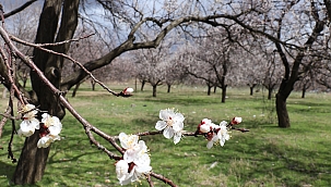 Kayısı üreticilerine zirai don uyarısı!