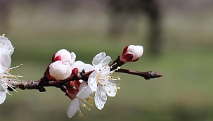 Kayısıda çil hastalığı uyarısı! 