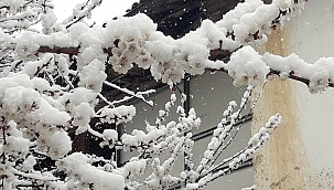 Kayısıda zirai don endişesi! 