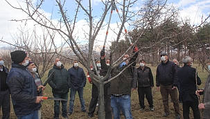 Meyve ağacı budama kursu verildi