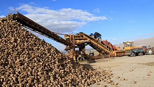 Pancar bedelleri ödenmeye başlıyor