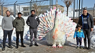 Yüksekova'da kardan 'tavus kuşu' 