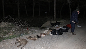 30'un üzerinde ölü köpek bulundu 