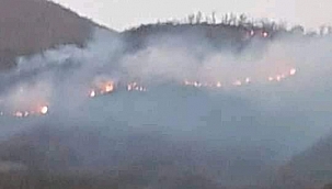 500 kestane ve meşe ağacı yandı 