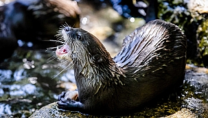 ABD'de vizonlarda Covid-19 tespit edildi