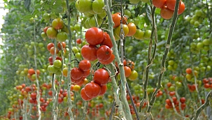 "Domates ürününüz güvende"