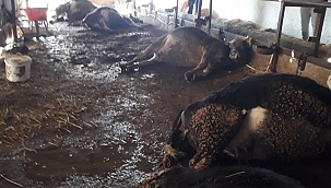 Elektriğe kapılan 9 hayvan telef oldu 