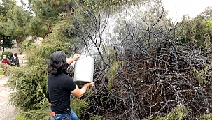 Güpegündüz ağacı yakıp kaçtı! 