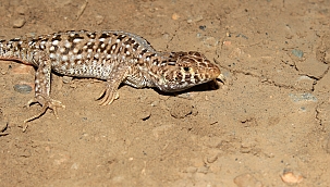 İlk kez Malatya'da görüldü! 