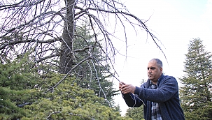 İstilacı Doğu'da üç ilde tespit edildi! 