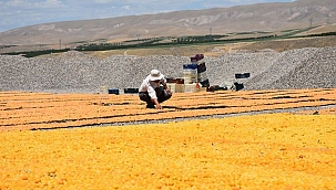 Kayısıda ihracat azaldı gelir yükseldi