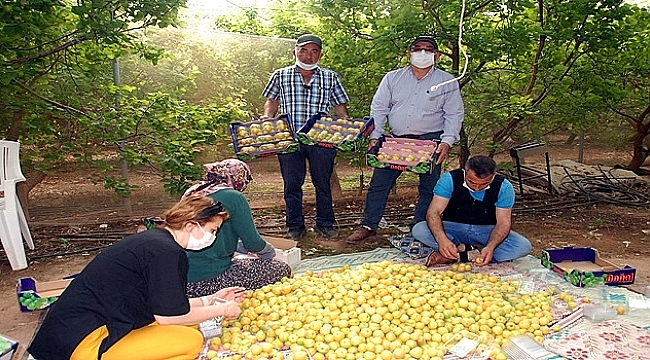 Kayısının kilosu 100 TL'den satılıyor!