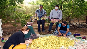 Kayısının kilosu 100 TL'den satılıyor!