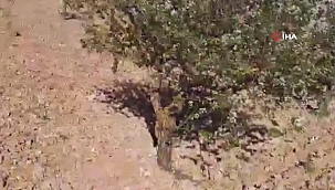 Lübnan'da çekirge istilası! 